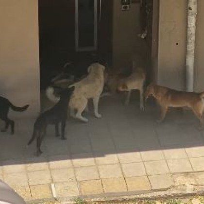 Варненка алармира за глутница кучета които са с агресивно поведение Елина