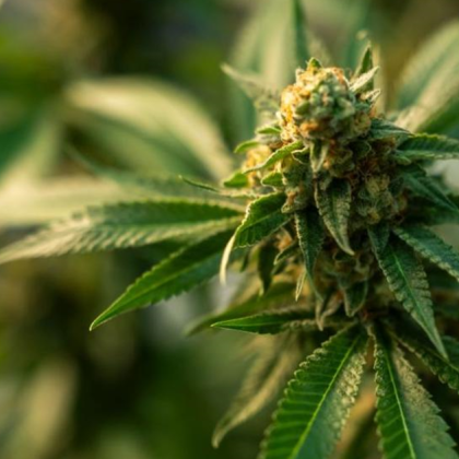 Хисарски полицаи задържаха мъж отглеждал канабис в село Ново Железаре При