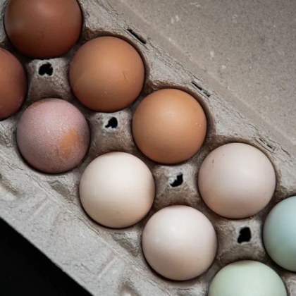 От бели и кафяви до розови и сини кокошите яйца