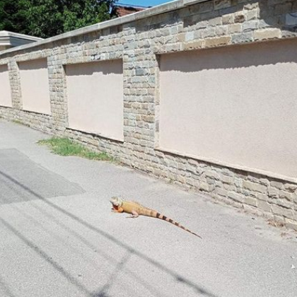 Игуана бе забелязана да се придвижва по тротоар в столичния