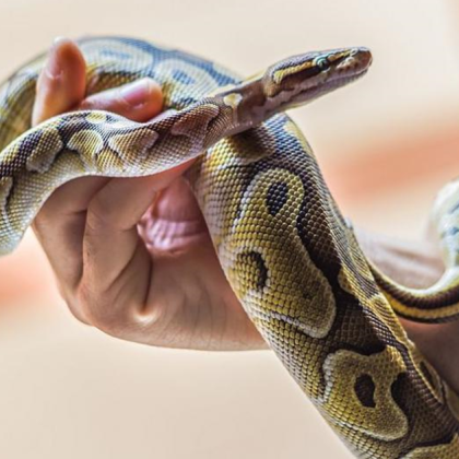 Мъж беше заловен опитвайки се да пренесе контрабандно повече от 100