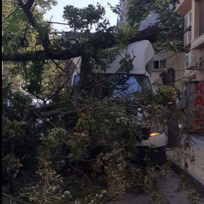 Голям клон се пречупи и падна върху паркиран камион Случаят