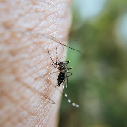 Експертите откриха вероятно обяснение защо някои хора привличат комарите докато