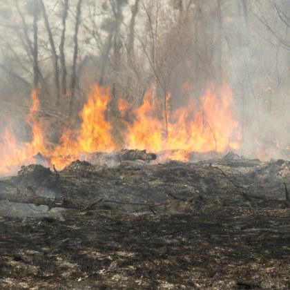 Незагасен фас предизвика пожар в парк Росенец близо до лятната
