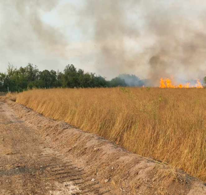 Доброволци пресякоха пожара в Припек, огънят 