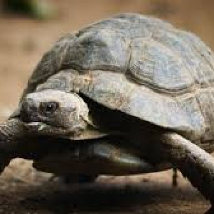 В Спасителния център за диви животни Зелени Балкани приехме основно