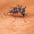 Защо комарите подбират кого да хапят