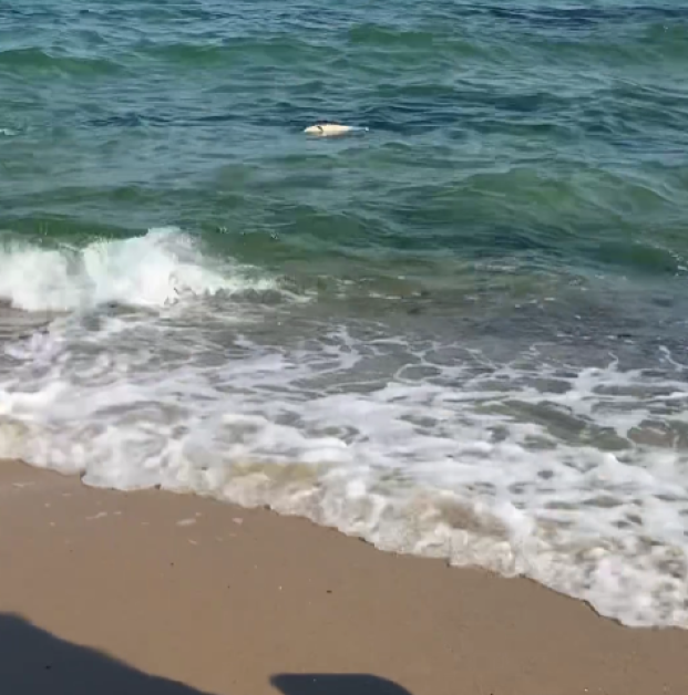 Труп на мъртво делфинче изплува на плажа