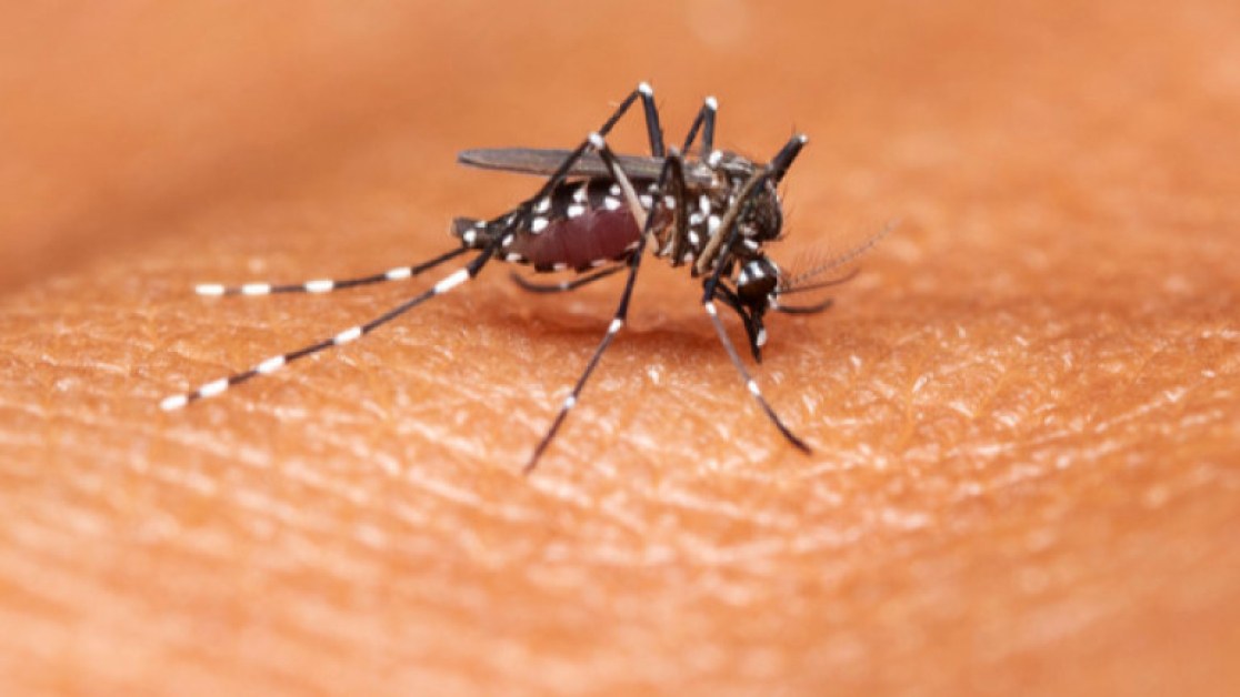 Защо комарите подбират кого да хапят
