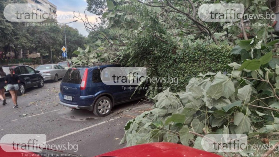 Дърво рухна върху коли в Пловдив СНИМКИ