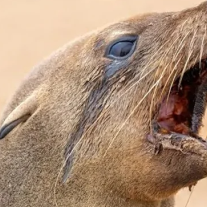 Бесни тюлени в Южна Африка около Кейптаун нападат хора Причината