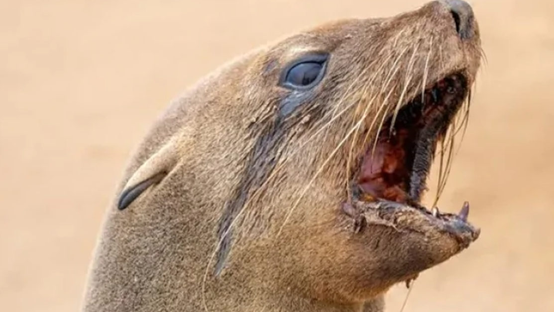 Побеснели тюлени нападат хора в Южна Африка