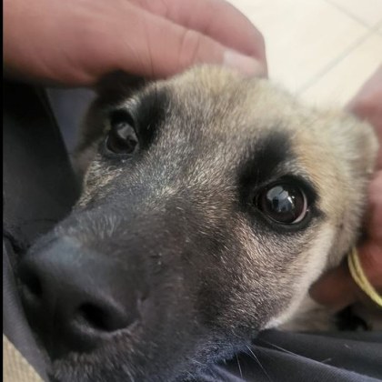 Мъж от Габровско попадна на злокобна гледка докато разхождал кучето