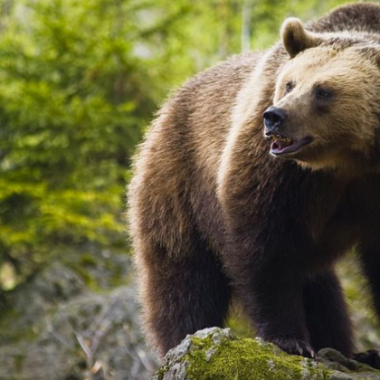 Мечка нападна 63 годишен мъж който пасял овце на пасище в