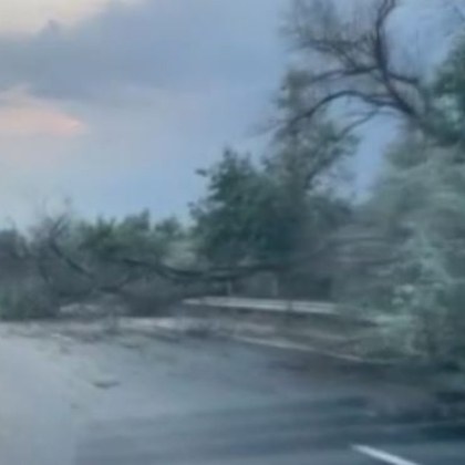 Много клони паднаха на АМ Хeмус, движението е затруднено ВИДЕО