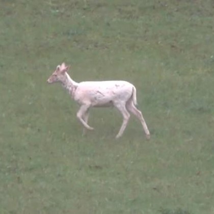 Рядко срещан снежно бял елен лопатар беше заснет в Родопите Снимки
