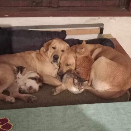 Два прекрасни лабрадора си търсят нов дом За огромно нещастие