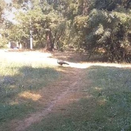 Любопитен но неочакван гост обиколи столицата Паун се появи на полянка