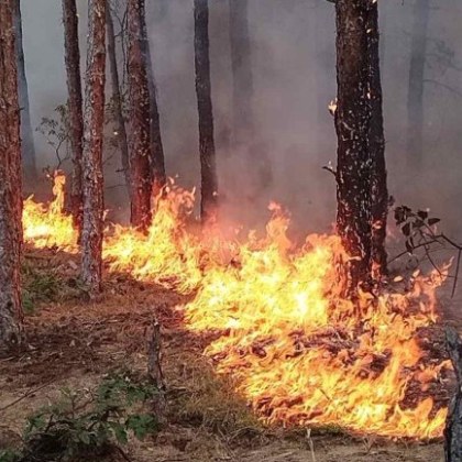 Пожарът в Гърция отново се разгоря Пламъците са достигнали до