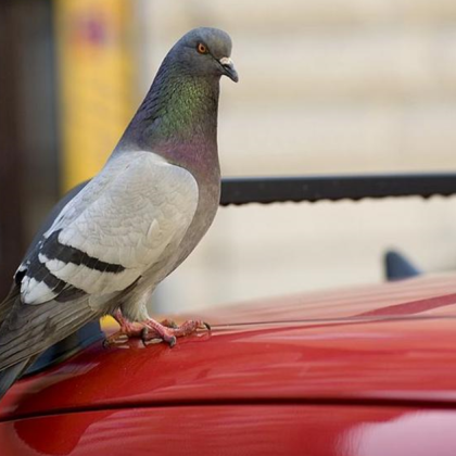 Жена твърди че служител от фирма специализирана в областта на дезинфекцията
