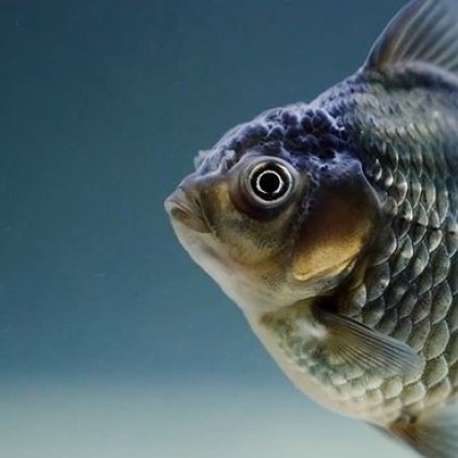 Високите температури са причина за измиране на риба в язовир