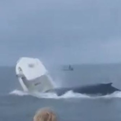 Кит нападна лодка край бреговете на Парадайз САЩ Шокиращото видео