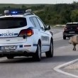 Съучастник в престъпление: Диво прасе се опита да забави полицаи СНИМКИ