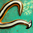 Нашествие на отровни червеи в Тексас