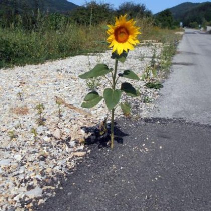 Потребители на социалните мрежи разпространиха снимки на пробил през асфалта
