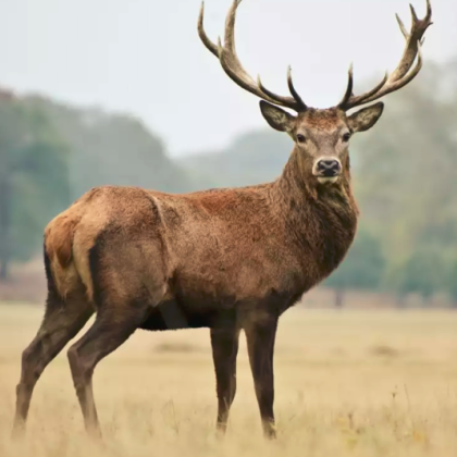 Труп на благороден елен е открит край село Градище от