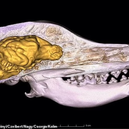 Кучетата може да са най добрият приятел на човека но хората