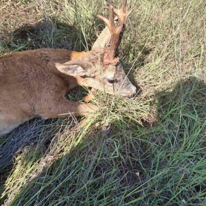 Служители от Държавно горско стопанство ДГС Нови пазар са