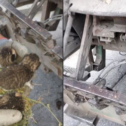 Грозен случай в Асеновград Откриха котета попаднали в коша на сметосъбираща