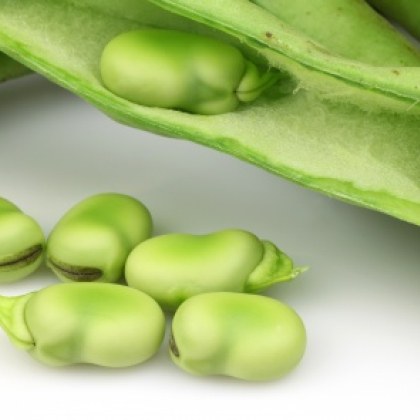 Баклата или широкият боб е древна култура и дълга история