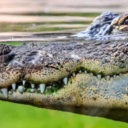 Австралийската полиция издирва мъж за когото се предполага че е