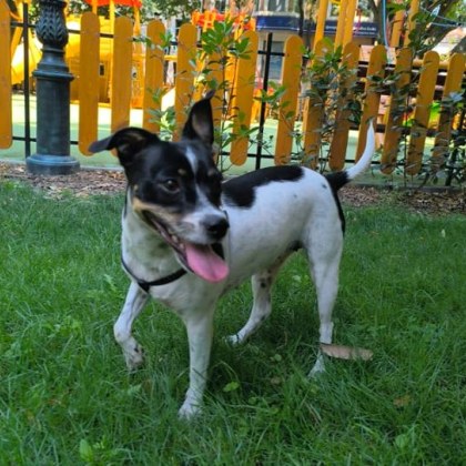 Домашно куче се издирва в Пловдив За това сигнализира стопанинът