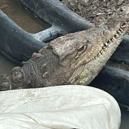 Крокодилът отглеждан в столичния квартал Ботунец ще бъде преместен в