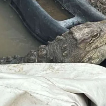 Откриха крокодил отглеждан в дупка в софийското село Ботунец Влечугото