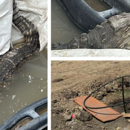 Продължава сагата с крокодила Кроко който във вторник стана известен с