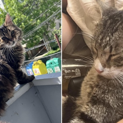 Две котки са издъхнали след като са били прегазани от