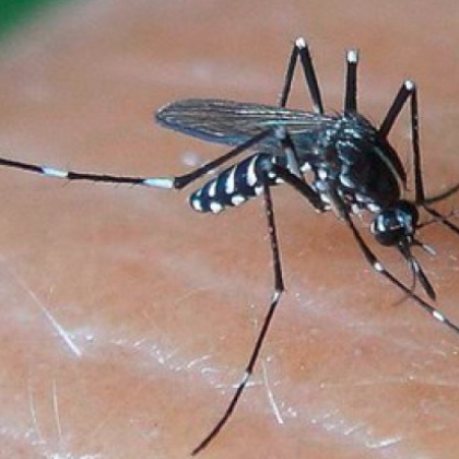 Случаите на западнонилска треска продължават да нарастват в Гърция което