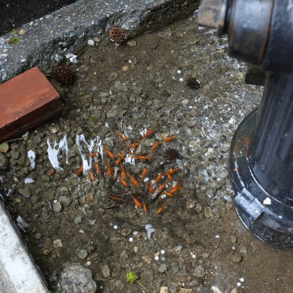 Двама дългогодишни жители на Бруклин се излежаваха в жегата взирайки