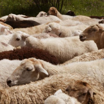 Проверки на Българската агенция за безопасност на храните БАБХ в