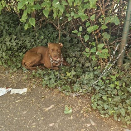 Изоставиха красиво куче като го завързаха с верига за ограда