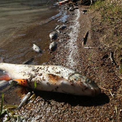 Граждани сигнализират за замърсяване на водите на река Струма в