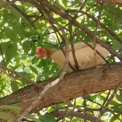 Необикновени врабчета обикалят из пловдивските улици шегуват се местните жители Кокошки