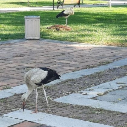 Красиви гости се разходиха най смело из центъра на родeн град Няколко