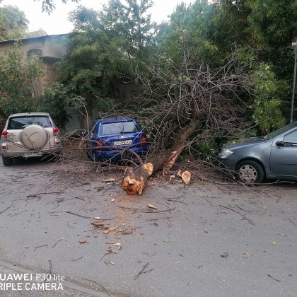 Пловдивчанин се размина на косъм от тежко нараняване Дърво се