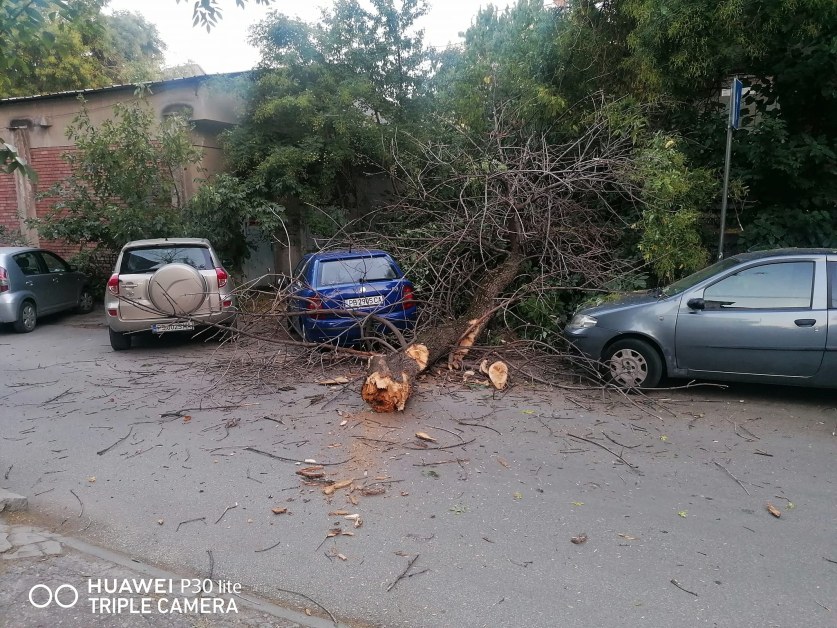 На косъм: Дърво падна покрай човек в Пловдив, стовари се върху коли