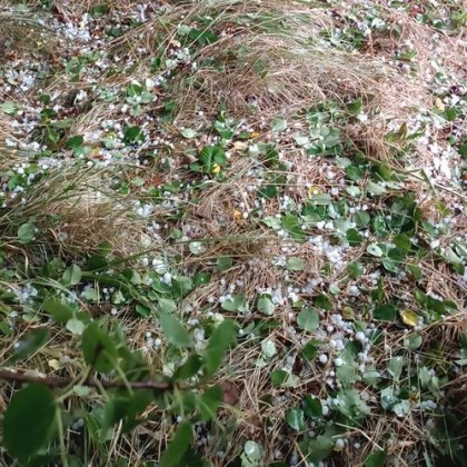 На фона на жегата в цялата страна градушка удари